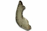 Free-Standing, Petoskey Stone (Fossil Coral) Section - Michigan #356979-2